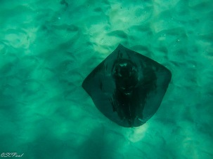 a huge stingray we saw while snorkeling