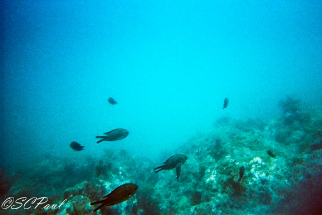 Little fishes we saw :)